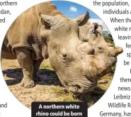  ??  ?? A northern white rhino could be born within three years.