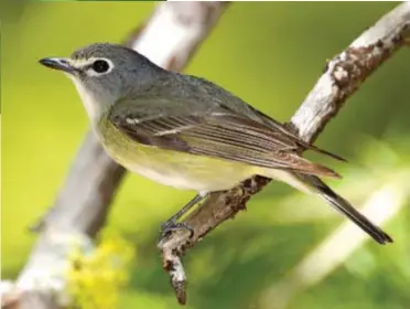  ??  ?? Cassin’s vireo