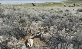  ?? Bartshe Miller Mono Lake Committee ?? AS SNOW finally melted around Mono Lake, Forest Service officials and volunteers found remnants of a large presence of wild horses: manure and carcasses.