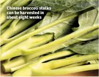  ??  ?? Chinese broccoli stalks can be harvested in about eight weeks