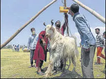  ?? WASEEM ANDRABI/HT ?? People weigh a goat at a makeshift cattle market in Srinagar’s Eidgah area on Monday.