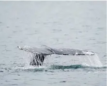  ?? TED S. WARREN, THE ASSOCIATED PRESS ?? A gray whale dives near Whidbey Island, Washington as seen from a Pacific Whale Watch Associatio­n vessel on May 4, 2022.