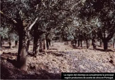  ??  ?? La región del Alentejo es actualment­e la principal región productora de aceite de oliva en Portugal.