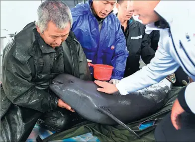  ?? QI HENG / XINHUA ?? Volunteer Xie Shoujun (left) helps to complete a health check of a Yangtze porpoise in the Tian’ezhou National Nature Reserve in Hubei province on Oct 24. The species is known as finless porpoise because it lacks a dorsal fin.