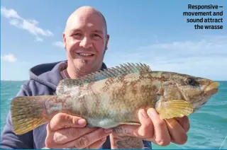  ??  ?? Responsive – movement and sound attract the wrasse