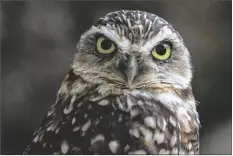  ?? KEN BOHN/AP ?? THIS PHOTO PROVIDED BY THE SAN DIEGO ZOO Wildlife Alliance shows a burrowing owl in a habitat at the San Diego Zoo Safari Park in 2014.