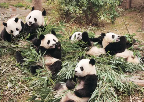  ?? WARNER BROS. ?? The big-screen doc Pandas travels to a breeding centre in China, where scientists aim to release captive-born pandas into the wild.