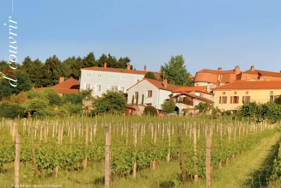  ??  ?? Au pied des vignes d’Ambierle