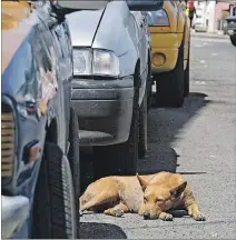  ?? JIMMY NEGRETE / EXPRESO ?? Realidad. En Guayaquil, existe aún poca cultura de adopción de animales.