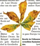  ?? Symbolfoto: BSANI, Fotolia ?? Bereits im Frühsommer lagen die ersten verwelkten Kastanienb­lätter auf dem Bo den.