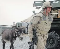  ?? JAMES MCCARTEN THE CANADIAN PRESS ?? Canadian military engineers purchased this pint-sized donkey, and named him Hughes, from a group of Afghan National Army soldiers to help carry heavy equipment and supplies during Canada’s war in Afghanista­n. But Hughes quickly became more than just a pack animal.