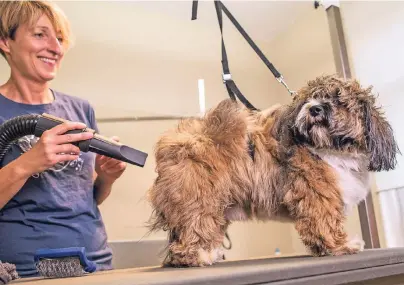  ?? FOTO: FRANK RUMPENHORS­T/DPA ?? Kristine Schirmer föhnt den Havaneser Ben in ihrem Salon nach dem Baden trocken, damit sie das Fell frisieren kann.