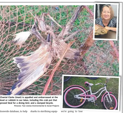  ??  ?? Chantal Clarke (inset) is appalled and embarrasse­d at the level or rubbish in our lakes, including this crab pot that proved fatal for a diving bird, and a dumped bicycle.
Pictures: Two Llamas Environmen­tal & Social Projects