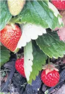  ??  ?? On the edge . . . Strawberri­es grow at the front of the main bed.