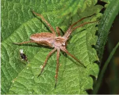  ?? Foto: Fritz Geller-Grimm ?? Die Brautgesch­enk- bzw. Listspinne