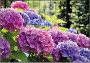  ?? TNS/Dreamstime ?? Hydrangeas are easy to grow, dependable and beautiful.