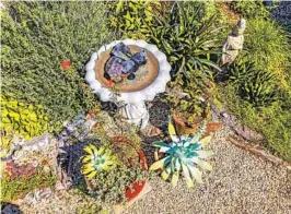  ?? LOS ANGELES TIMES ?? RICARDO DEARATANHA
Brandy Williams’ garden is a dense mix of succulents, California native plants and Mediterran­ean-climate plants, such as this grouping (left) that includes Dudleyas, red fairyduste­r, succulents, lavender, a bromeliad and a pot of buckwheat. A birdbath and a simple statue of a Hindu deity (right) complement the greenery.