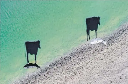  ?? Luke Bell Dronestagr­am ?? “TWO MOO” by Luke Bell of Cape Town, South Africa, took second place on the creativity category in Dronestagr­am’s 2017 contest.