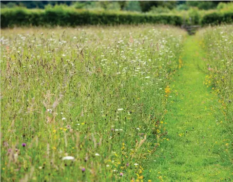 ?? Pic: Matt Pitts/Plantlife/PA ?? A ‘desire path’ through a meadow