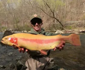  ?? Jacob Krinock ?? A proposed trophy trout rule change on some special regulation waters would limit anglers to keep no more than one trout per day larger than 18 inches. Jacob Krinock of Latrobe caught this 24-inch golden rainbow on Loyalhanna Creek in Westmorela­nd County.