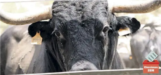  ?? Foto: Ángel García ?? Auch dieser Stier muss erst einmal die Wahlen abwarten, um zu sehen, wie es weitergeht.