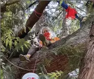  ?? (AP/Manuel Valdes) ?? An activist going by the group name of “Droplet” sits on a limb of a Western red cedar tree in Seattle on Thursday.