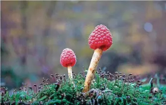  ?? FOTOS: VOLKER SCHÜTZ ?? Der Himbeerlin­g.