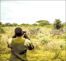  ??  ?? Team Lioness ranger Ruth Sikeita observes zebra while on patrol in the Olgulului Ololarashi Group Ranch.