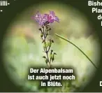  ??  ?? Der Alpenbalsa­m ist auch jetzt noch
in Blüte.