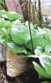  ??  ?? There are alternativ­e ways of growing vegetables, like cabbages, using polythene sacks