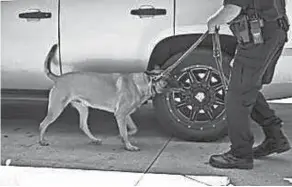  ?? COLUMBUS DIVISION OF POLICE ?? A police K-9 officer does a search of a vehicle near the intersecti­on of Courtright and Petzinger roads as part of Operation Unity. The joint law enforcemen­t operation saw more than 160 felony arrests in a 24 hour period.