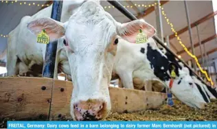  ?? ?? FREITAL, Germany: Dairy cows feed in a barn belonging to dairy farmer Marc Bernhardt (not pictured) in Freital, eastern Germany, on January 10, 2024. — AFP