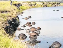  ??  ?? Death on the river: Buffalo carcasses line the banks of the Chobe