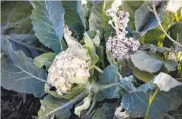  ?? NANCEE E. LEWIS PHOTOS ?? The leaves of brassicas like broccoli (left) and cauliflowe­r (right) can be prepared the same way you do kale or other greens.