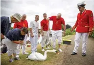  ??  ?? In this file photo, captured swans and cygnets are measured and checked during the annual Swan Upping Census on the River Thames at Staines, west of London.—AFP