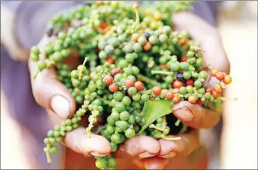  ?? POST STAFF ?? The Kampot pepper harvest usually takes place from early January to early July.