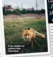  ??  ?? A fox caught on camera near Chernobyl