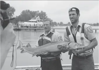  ?? JASON KRYK ?? U.S. Fish and Wildlife Service biologists Justin Chiotti, left, and Brian Schmidt pose with a lake sturgeon before releasing it back into the Detroit River on Wednesday during the grand opening of the Freshwater Restoratio­n Ecology Centre in LaSalle.