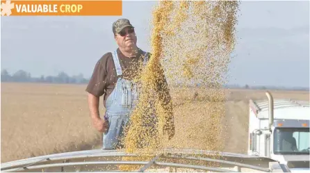  ?? — AFP ?? A truck driver watches soybeans load into his truck at a farm near Denton, Missouri.