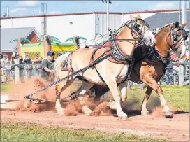  ?? DESIREE ANSTEY/ JOURNAL PIONEER ?? Jeff Pollock steadies his two striking horses as they pull heavy concrete slabs in the horse-pull competitio­n, which is a highlight of the festival and agricultur­al exhibition.