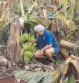  ??  ?? CROP THAT: A farmer inspects his banana trees, south of Innisfail, after Cyclone Larry.