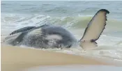  ?? WAYNE PARRY/AP ?? The carcass of a humpback whale rolls in the surf on New Jersey’s Long Beach Island.