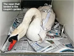  ?? ?? The swan that landed in the couple’s garden