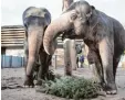  ?? Foto: dpa ?? Mahlzeit: Christbäum­e stehen im Stutt  garter Zoo auf dem Plan.