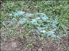  ?? Picture: Philippa Read ?? Broken glass left scattered in the woods