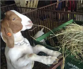  ?? THE NEWS-HERALD FILE ?? A goat nibbles on some hay at a past Great Geauga County Fair.