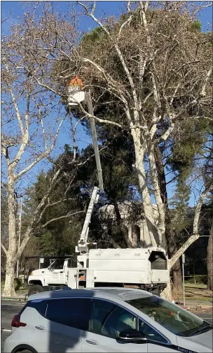  ?? JIM SMITH — DAILY DEMOCRAT ?? Tree trimmers were at work on Thursday on Court Street near the Historic Yolo County Courthouse, taking advantage of the dry and warm weather to trim a few limbs overhangin­g the street.