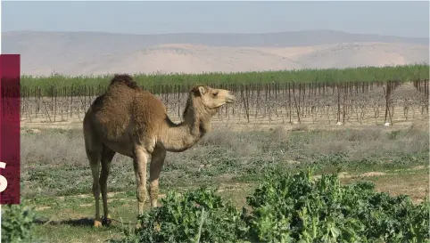  ?? (Yatir Winery) ?? THE NEGEV is a very good region for white wines; our camel friend is enjoying this Ramat Arad vineyard in the northeaste­rn Negev.