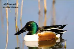  ??  ?? Male Shoveler in breeding plumage