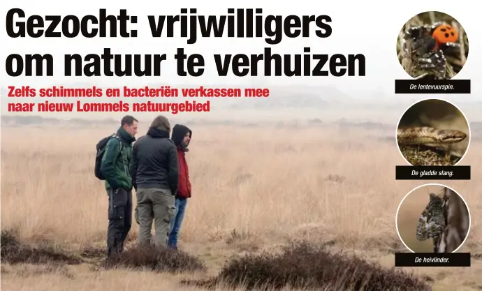  ?? FOTO LEX PEETERS ?? Specialist­en van Natuurpunt inspectere­n het natuurgebi­ed Balimheide. Om de gewenste diersoorte­n te huisvesten, is de dichtgegro­eide pijpenstro­vegetatie in de verte minder interessan­t dan de gevarieerd­e heideveget­atie vooraan.
De lentevuurs­pin.
De...